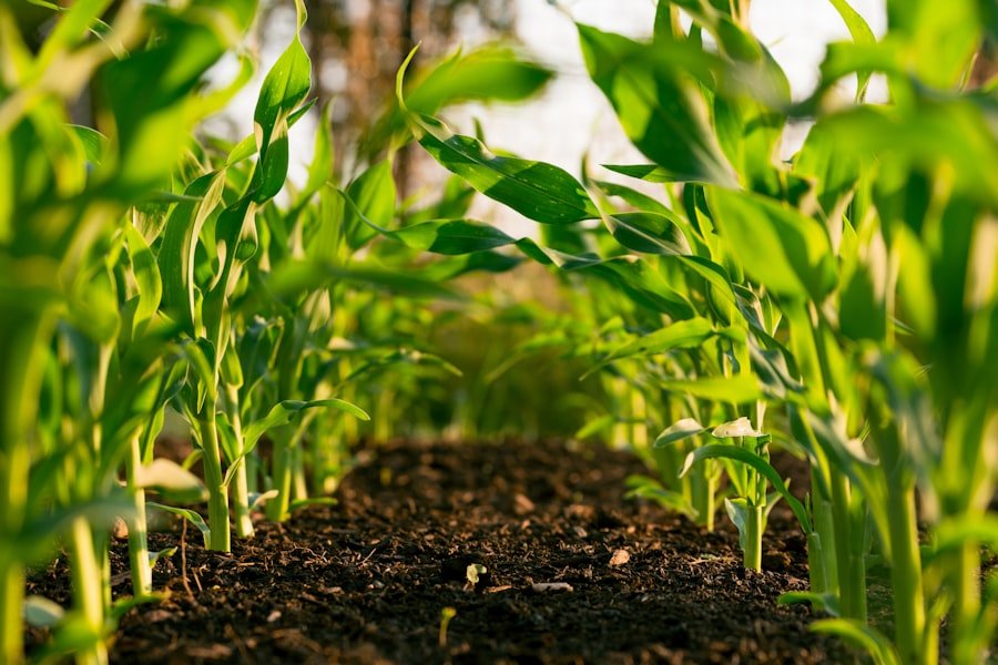Climate-Resilient Agriculture: The Millet Advantage