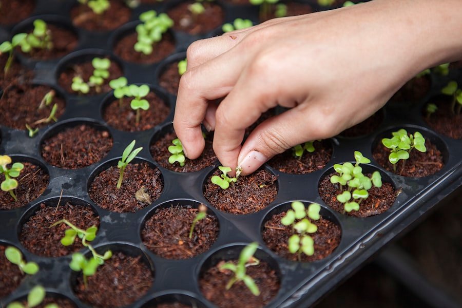 Millets and Sustainability: How India's Smart Food is Healing the Planet
