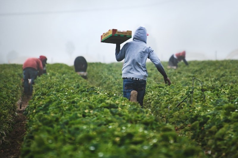 Understanding Food Traceability: Why Knowing Where Your Food Comes From Matters